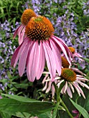 ECHINACEA PURPUREA MAGNUS