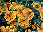 HELENIUM WALTRAUT