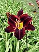 HEMEROCALLIS DOMINIC