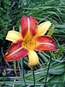 HEMEROCALLIS FRANS HALLS