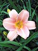 HEMEROCALLIS JINGLE SHELL