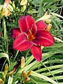 HEMEROCALLIS SCARLET APACHE