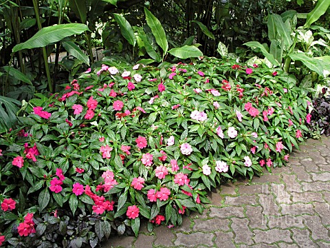 IMPATIENS_HAWKERI_NEW_GUINEA_MIX