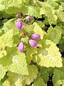 LAMIUM MACULATUM AUREUM