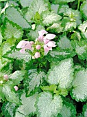 LAMIUM MACULATUM PINK PEWTER