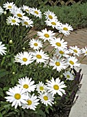 LEUCANTHEMUM SUPERBUM BECKY