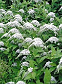 LYSIMACHIA CLETHROIDES