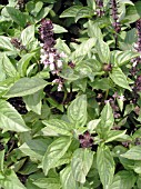 OCIMUM BASILICUM CINNAMON BASIL