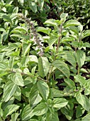 OCIMUM KILMANDSCHARICUM CAMPHOR BASIL