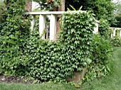 PARTHENOCISSUS TRICUSPIDATA