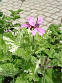 PELARGONIUM CAPITATUM SNOWFLAKE