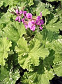 PELARGONIUM CAPITATUM SNOWFLAKE