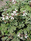 PELARGONIUM ODORATISSIMUM PINE