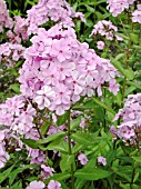 PHLOX ARENDSII SABINE