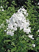 PHLOX PANICULATA DAVID