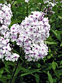 PHLOX PANICULATA DELTA SNOW