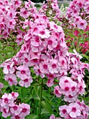 PHLOX PANICULATA DORFFREUDE