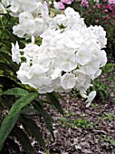 PHLOX PANICULATA EDENS GLORY