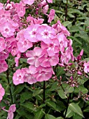 PHLOX PANICULATA EDENS GLOW