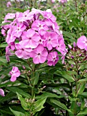 PHLOX PANICULATA EDENS SMILE