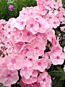 PHLOX PANICULATA FAIREST ONE