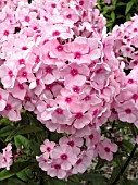 PHLOX PANICULATA FESSELBALLON