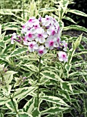 PHLOX PANICULATA FROSTED ELEGANCE