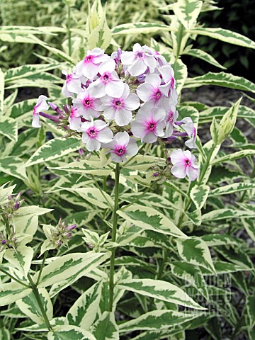 PHLOX_PANICULATA_FROSTED_ELEGANCE