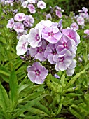 PHLOX PANICULATA GRAEFIN VON SCHWERINN