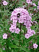 PHLOX PANICULATA HESPERIS