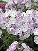 PHLOX PANICULATA KATHERINE