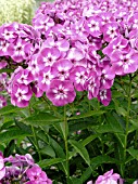 PHLOX PANICULATA LAURA