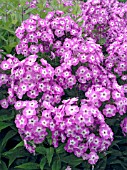 PHLOX PANICULATA LITTLE BOY