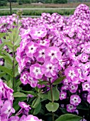 PHLOX PANICULATA LITTLE BOY