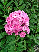 PHLOX PANICULATA LITTLE PRINCESS