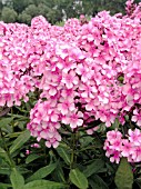 PHLOX PANICULATA MISS ELIE