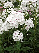 PHLOX PANICULATA MISS JILL