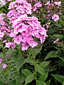 PHLOX PANICULATA MISS MARGIE