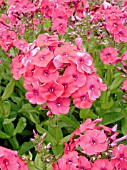 PHLOX PANICULATA MISS MARY