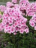 PHLOX PANICULATA PING PONG