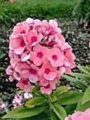 PHLOX PANICULATA PINK FLAME