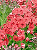 PHLOX PANICULATA RED RIDING HOOD