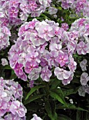 PHLOX PANICULATA STERNHIMMEL