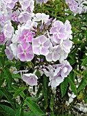 PHLOX PANICULATA VIOLETTA GLORIOSA