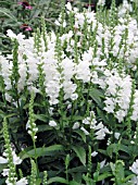 PHYSOSTEGIA VIRGINIANA MISS MANNERS