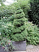 PICEA GLAUCA CONICA SPIRAL TOPIARY