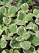 PLECTRANTHUS COLOIDES AUREO MARGINATA