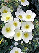 POTENTILLA FRUTICOSA PRIMROSE BEAUTY