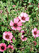 POTENTILLA MELTON FIRE