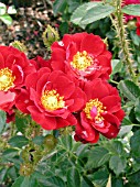 ROSA SCARLET MOSS MINIATURE